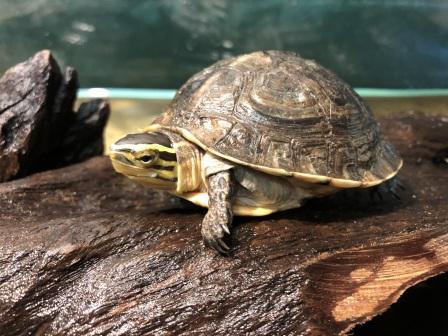 箱入り亀 新着生物 魚津水族館