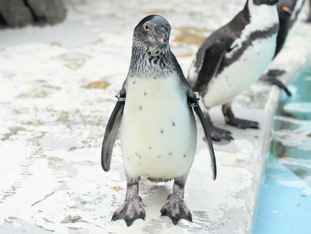 フンボルトペンギンの子ども ピヨヨン がデビュー お知らせ 魚津水族館