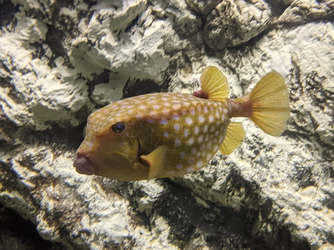 鉄壁のフグを展示 新着生物 魚津水族館