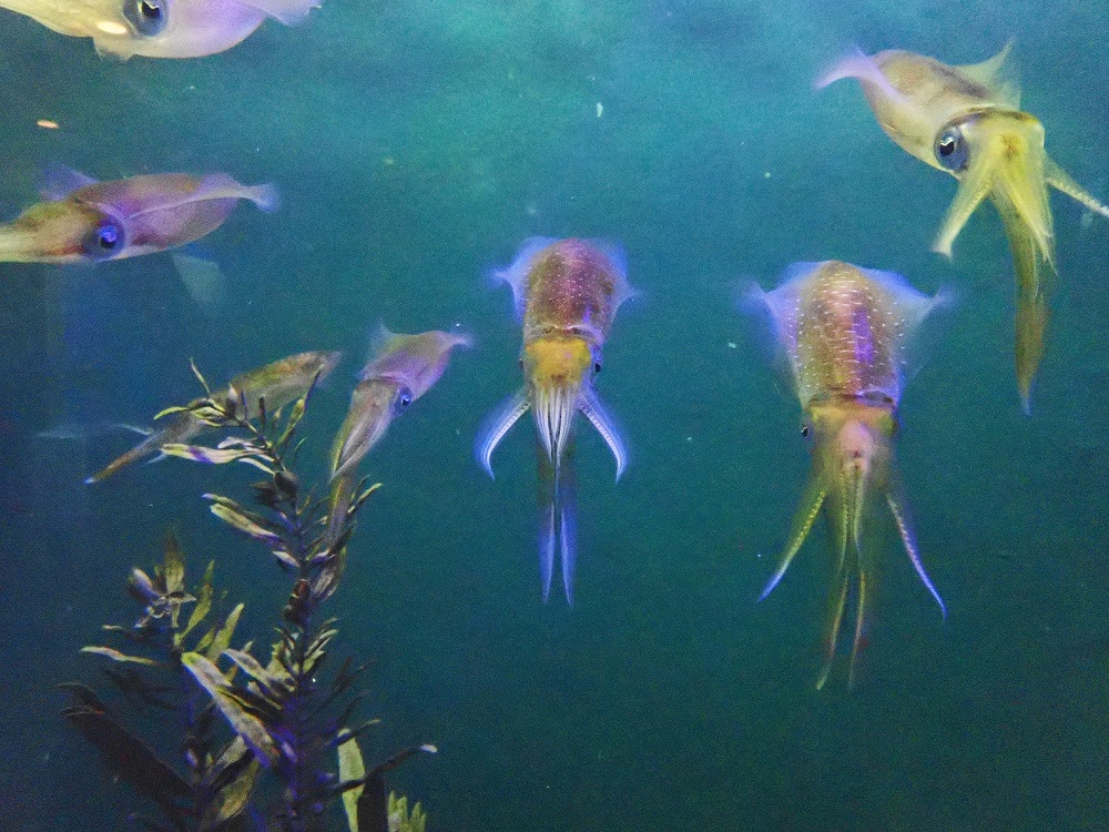 うおすい飼育員が釣って集めたアオリイカ 新着生物 魚津水族館