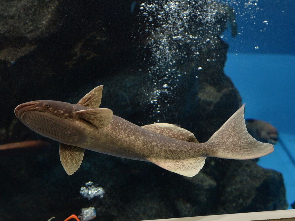 ジンベイザメにくっついてきました 新着生物 魚津水族館