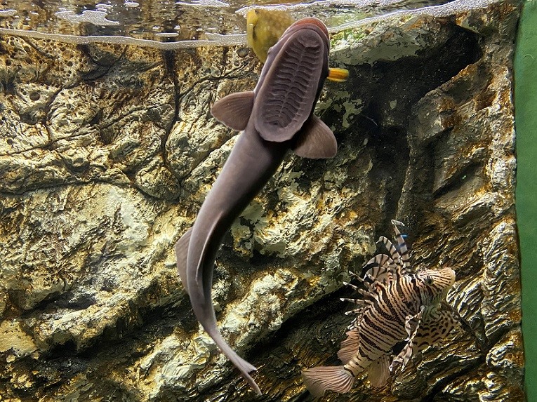 ジンベイザメにくっついてきました 新着生物 魚津水族館